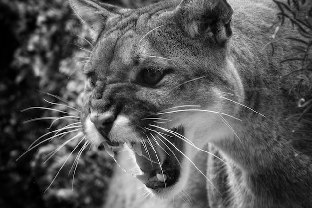 cougar grayscale answer